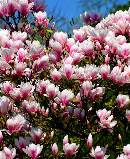 Magnolii Rare Premium la Ghiveci