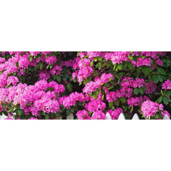 Rhododendroni si Azaleea la Ghiveci - Bulbshop