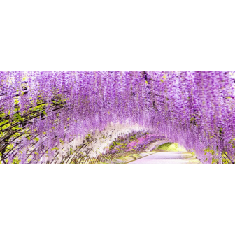 Glicina: Plante de Gradina Ieftine: Wisteria Sinensis