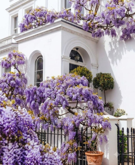 Glicina Cataratoare: Wisteria la Ghiveci