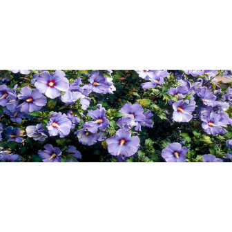Hibiscusul de Gradina -  Hibiscus la Ghiveci - Bulbshop