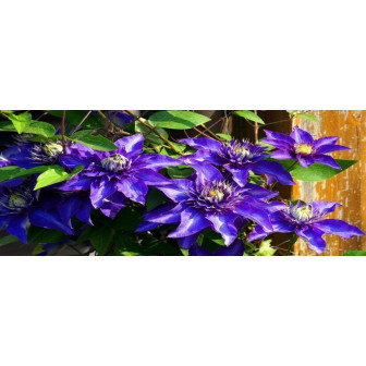 Clematis Cățărator la Ghiveci: Spectacol pentru Grădina Ta.