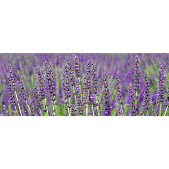 Lavanda la Ghiveci si Butasi - Bulbshop