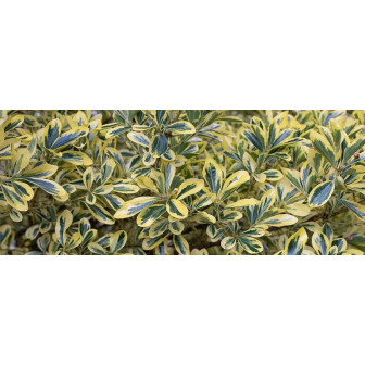 Euonymus Gardul Viu Verde Vesnic - Arbuști ornamentali.