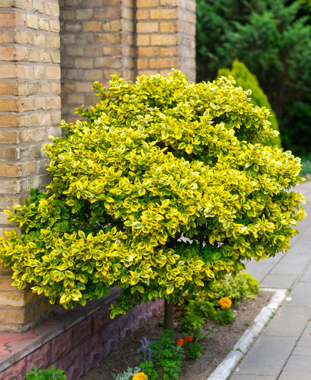 Euonymus la Ghiveci (Gard Verde)