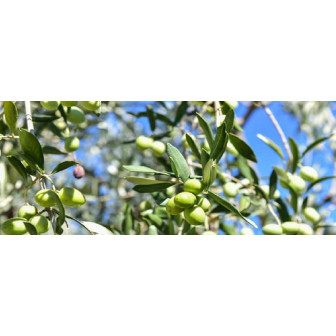 Măslini la Ghiveci: O Atingere Mediteraneană în Grădina Ta.