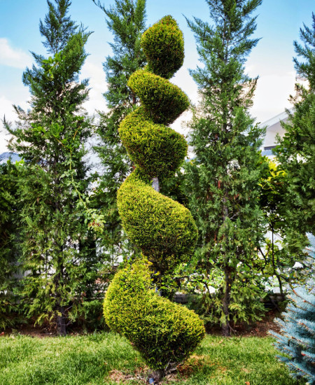 Leylandii Spirala la Ghiveci - Gard Viu Vesnic Verde