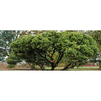 Pinus Mugo - Pin Pitic de Munte - Jneapan - Bulbshop