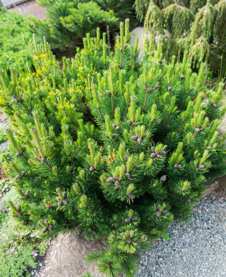 Pinus Mugo - Pin Pitic - Jneapan