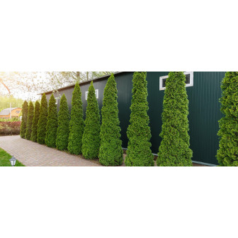 Thuja: Tuia Gold - Garduri Vii de Lux - Bulbshop