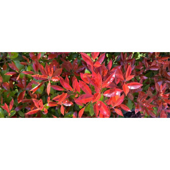 Photinia la Ghiveci: Explozie de Culoare.
