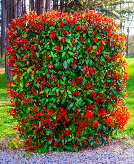 Photinia - Paradisul Arbustilor Rosii