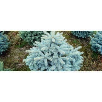 Molid Argintiu - Picea Pungens "Super Blue" - Bulbshop