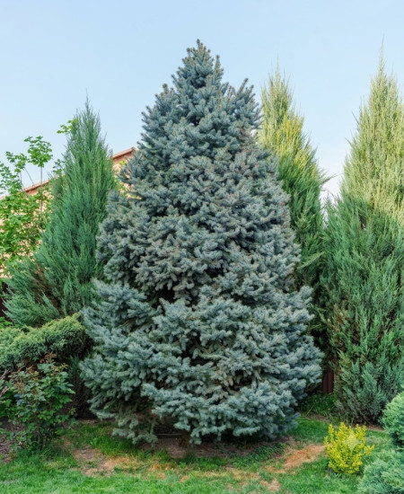 Picea Pungens - Molid Argintiu