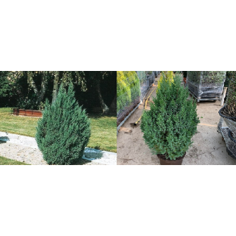 Ienupar Chinezesc Columnar - Juniperus Stricta - Bulbshop