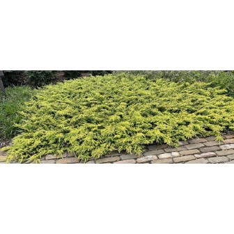 Ienupăr Târâtor la Ghiveci 3L (40-50cm) - Anul 2-3 - Bulbshop