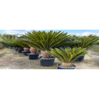 Cycas: Palmier Decorativ la Ghiveci Areca de Vanzare.