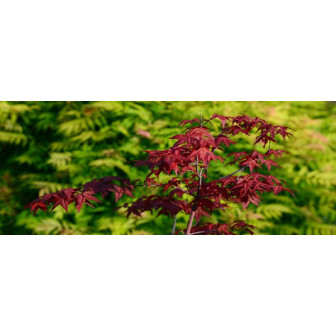 Arțar Japonez (Acer) la Ghiveci. Cum îngrijesc Arțarul Japonez?