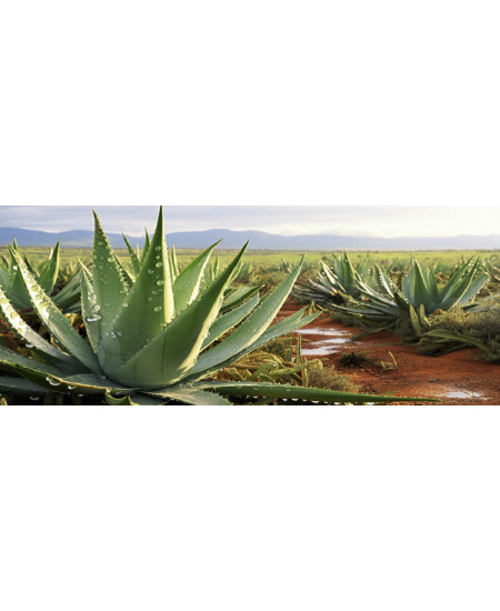 Aloe Vera la Ghiveci