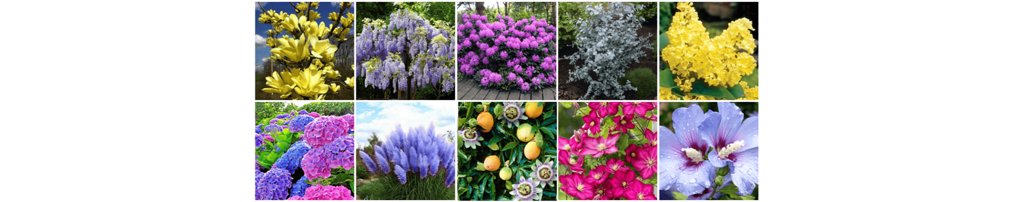 Plante Ornamentale