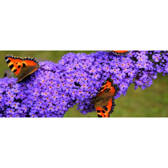 Liliac de Vară la Ghiveci: Parfum și Culoare!