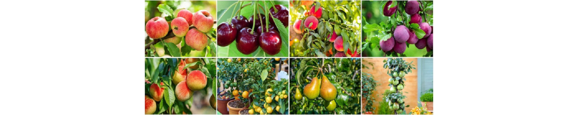 Pomi Fructiferi