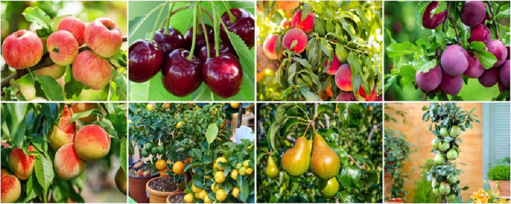 Pomi Fructiferi