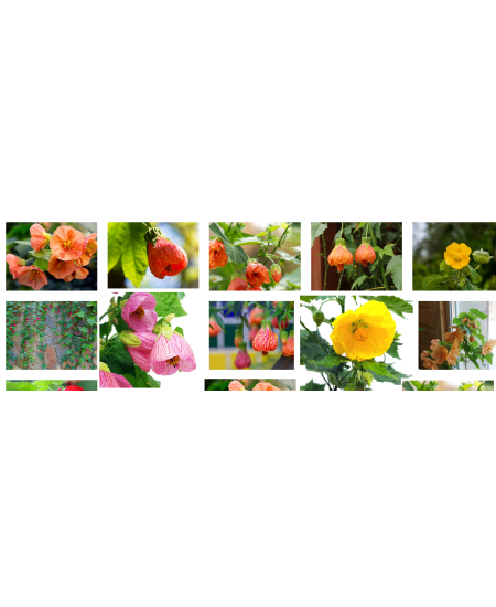 Abutilion (Floarea de Artar)