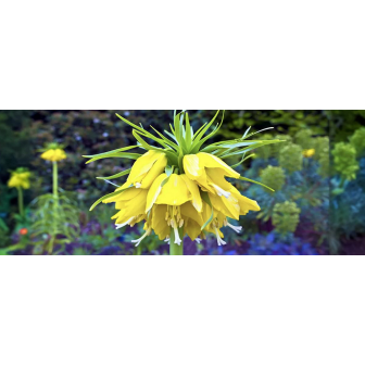 Bulbi de Fritillaria Imperialis (Laleaua Imperiala)