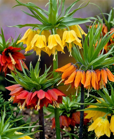 Bulbi Fritillaria
