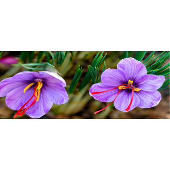 Bulbi de È˜ofran - Crocus Sativus - Cel mai scump condiment!