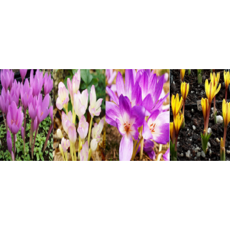 Brandusa de Toamna: Bulbi Branduse Colchicum Autumnale