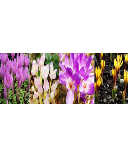 Branduse Toamna - Colchicum
