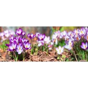 Branduse - Bulbi Crocus, Comanda bulbi de flori Online!