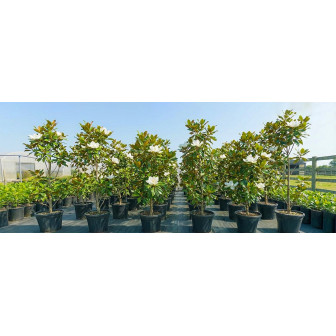 Magnolie de Vanzare la Ghiveci Albastra, Galbena - Bulbshop