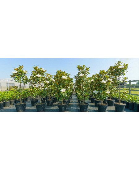 Magnolii la Ghiveci 5L