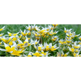 Lalele Bulbi Pitice: Lalea Mov, Roz, Alba, Salbatica (15-20cm)