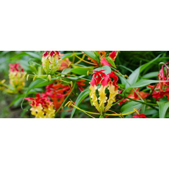Gloriosa Bulbi Superba: Crinul de Foc de Gradina sau Ghiveci