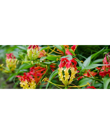 Gloriosa Crinul Focului