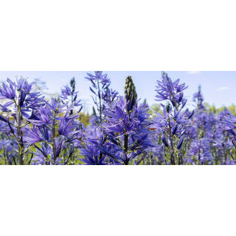 Caerulea Camassia: Bulbi de Zambilă Indiană ghiveci și gradina