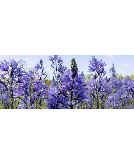 Camassia Caerulea (Zambila Indiana)