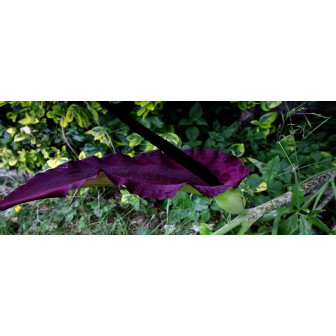 Dracunculus Vulgaris (Crinul Dragonului) Crini Giganti 24/25