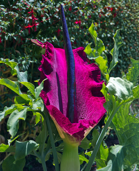 Bulbi Dracunculus