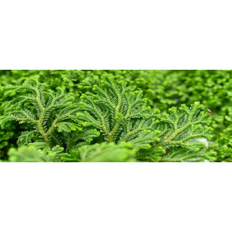 Selaginella Bulbi: Mușchi de piatră și Ferigi Decorative