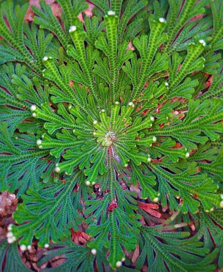 Radacini Selaginella