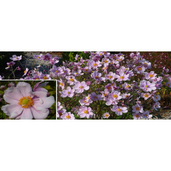 Anemone Japoneze Hybrida - Flori Radacini si Bulbi - Bulbshop