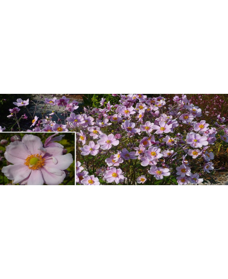 Anemone Japoneze Hybrida - Radacini Premium