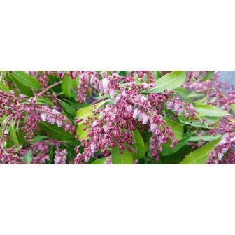 Margaritar - Tufiș Lăcrămioară, Pieris la Ghiveci - Bulbshop