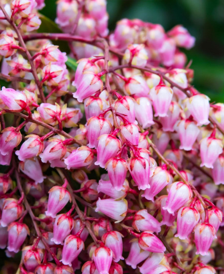 Pieris Japonica: Tufis Lacramioare