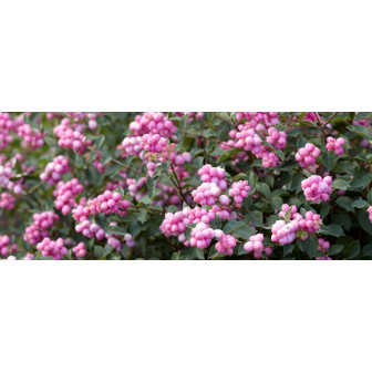Symphoricarpos - Arbust Decorativ: Gard Viu de Iarnă